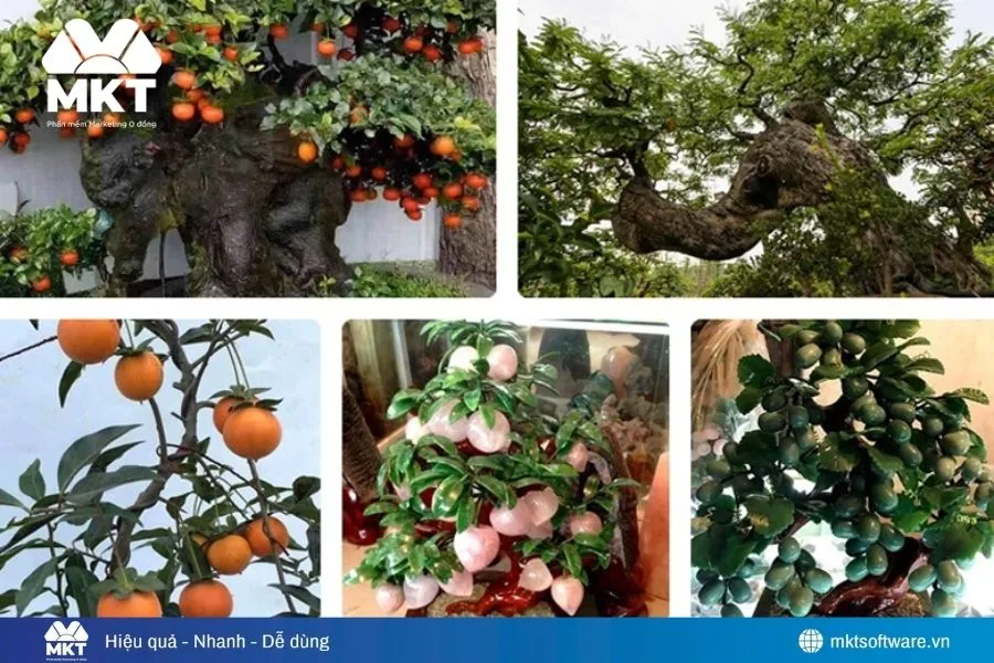 Cây cảnh trang trí, mang ý nghĩa may mắn.