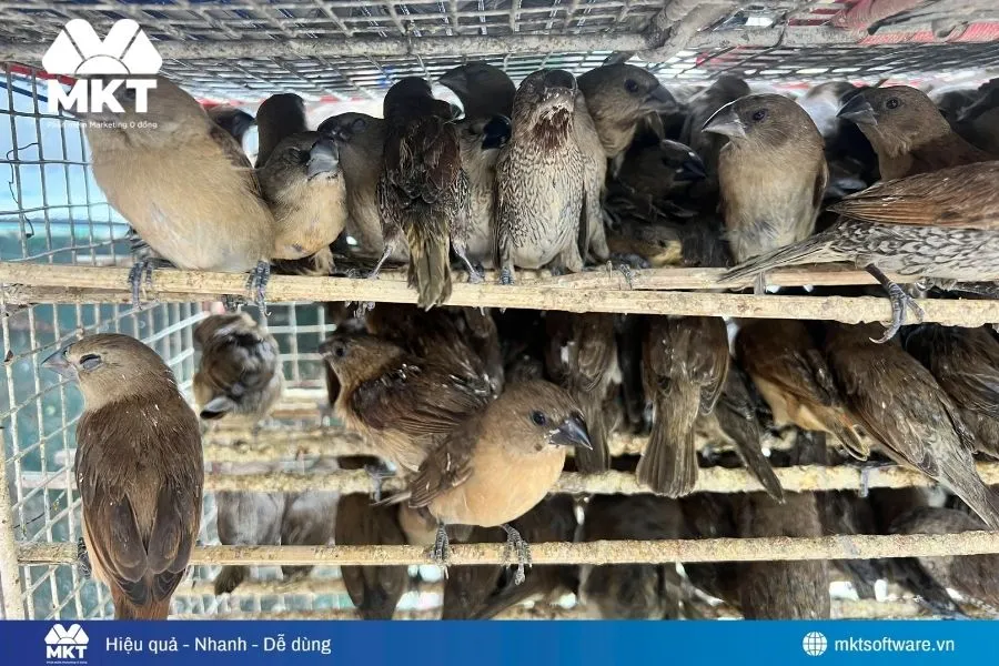 Hoạt động phóng sinh đầu năm tạo thị trường ổn định cho nhóm sản phẩm này.